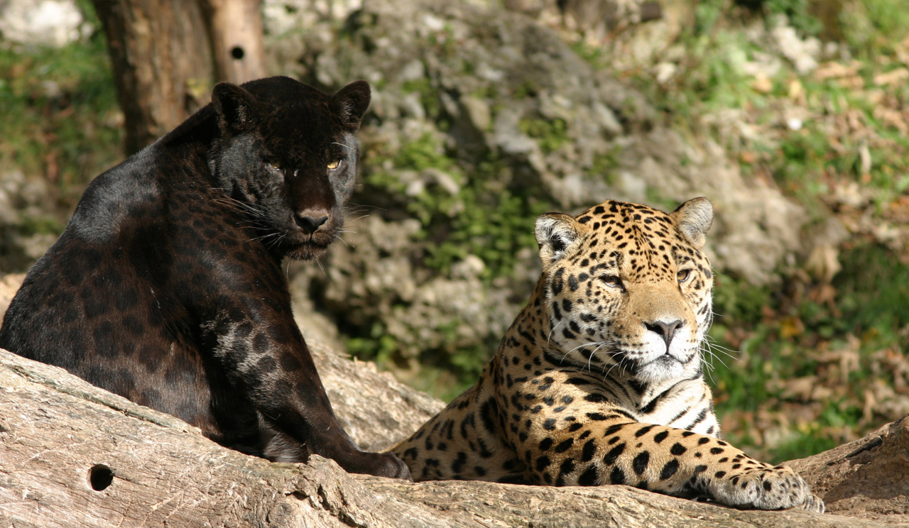 Zoo Salzburg Hellbrunn 1